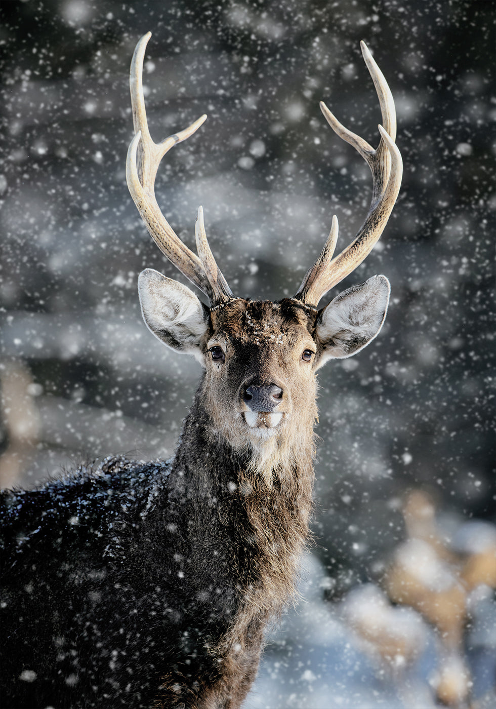 Majestic Deer in Snow №2 Plakat