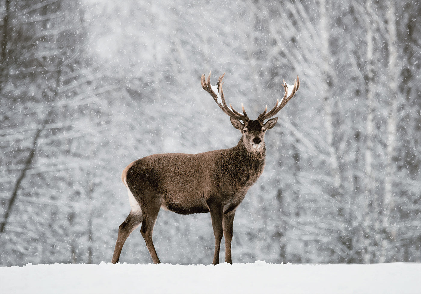 Majestic Deer in Snowy Forest Plakat