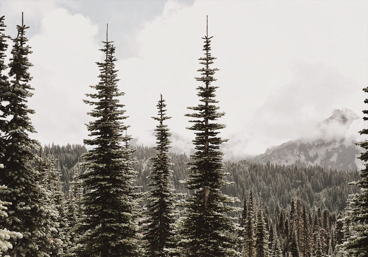 Majestic Fir Trees in the Mountain Plakat