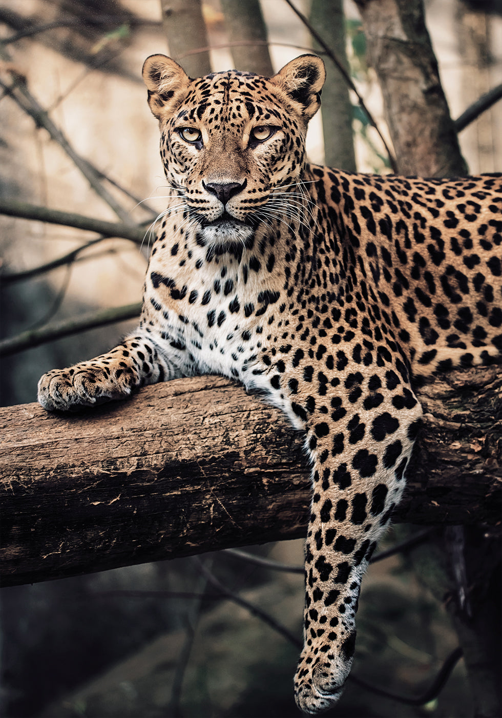 Majestic Leopard Resting on a Tree Plakat