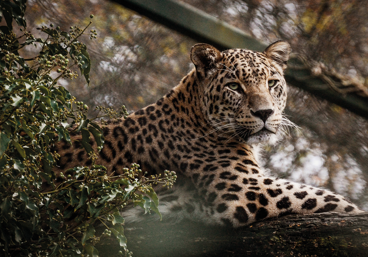 Majestic Leopard in the Wild Plakat