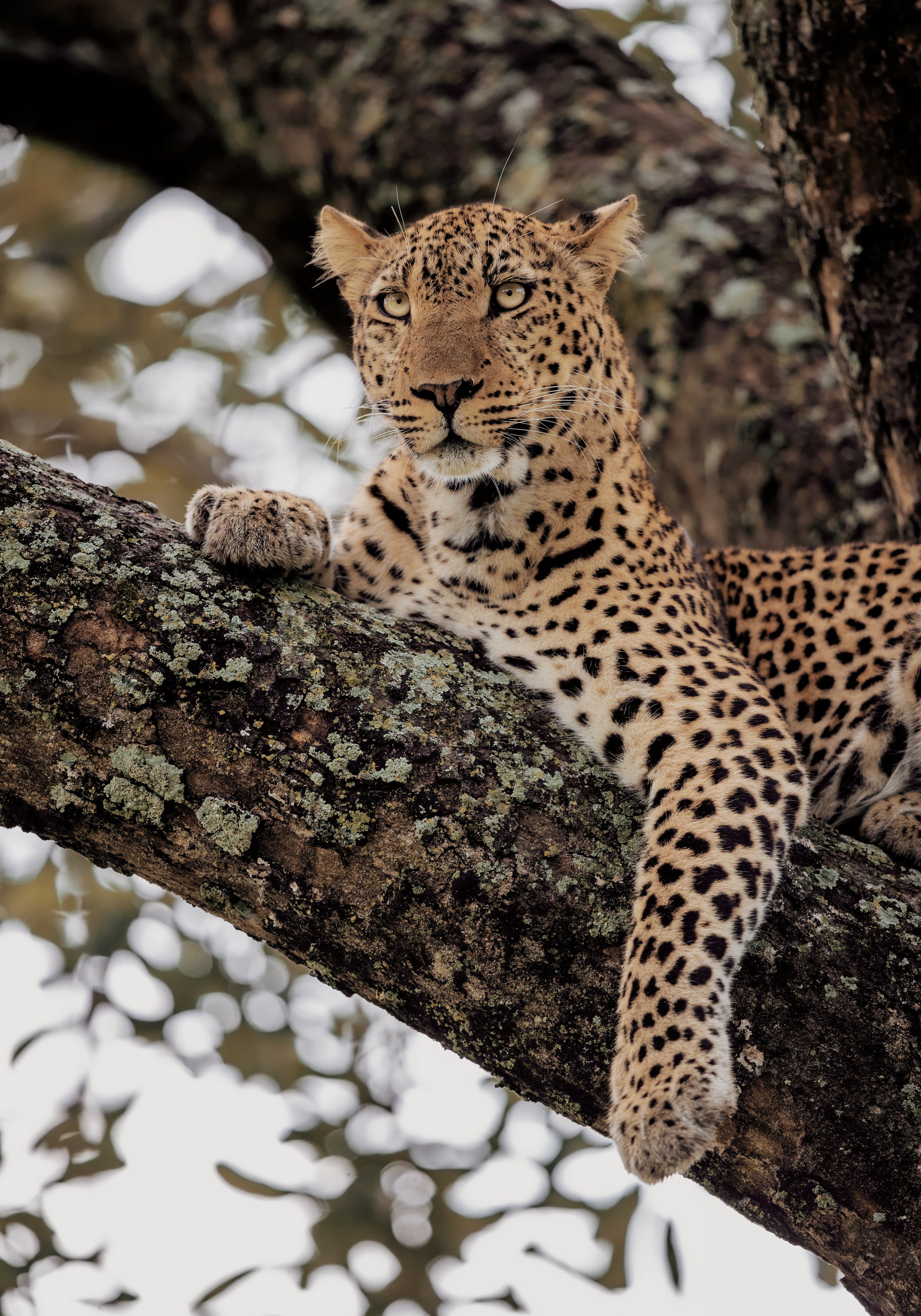 Majestic Leopard on a Tree Branch Plakat