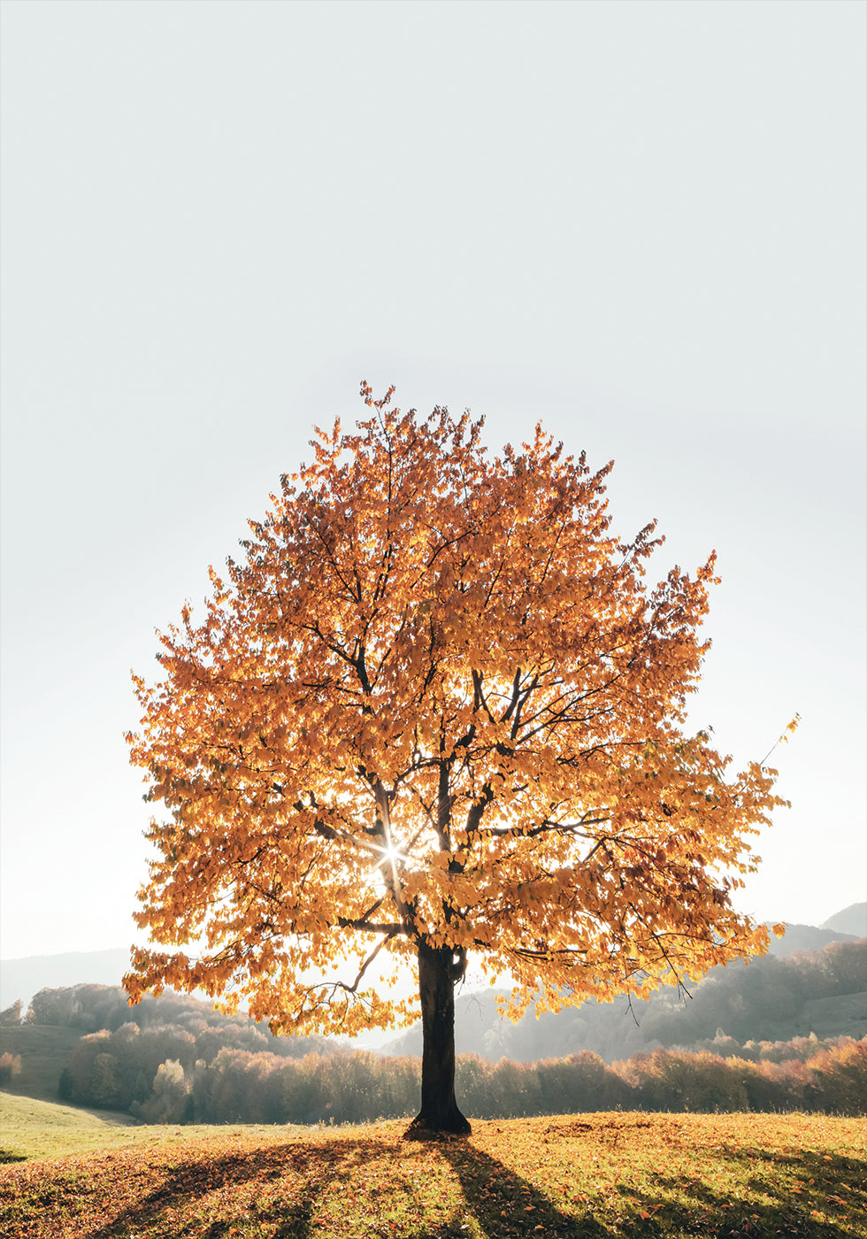 Majestic Autumn Tree Plakat