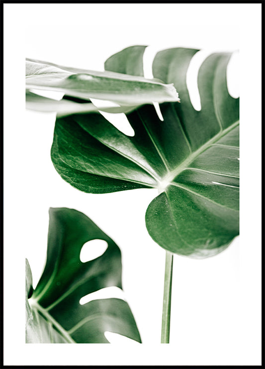 Green Monstera Leaves Plakat