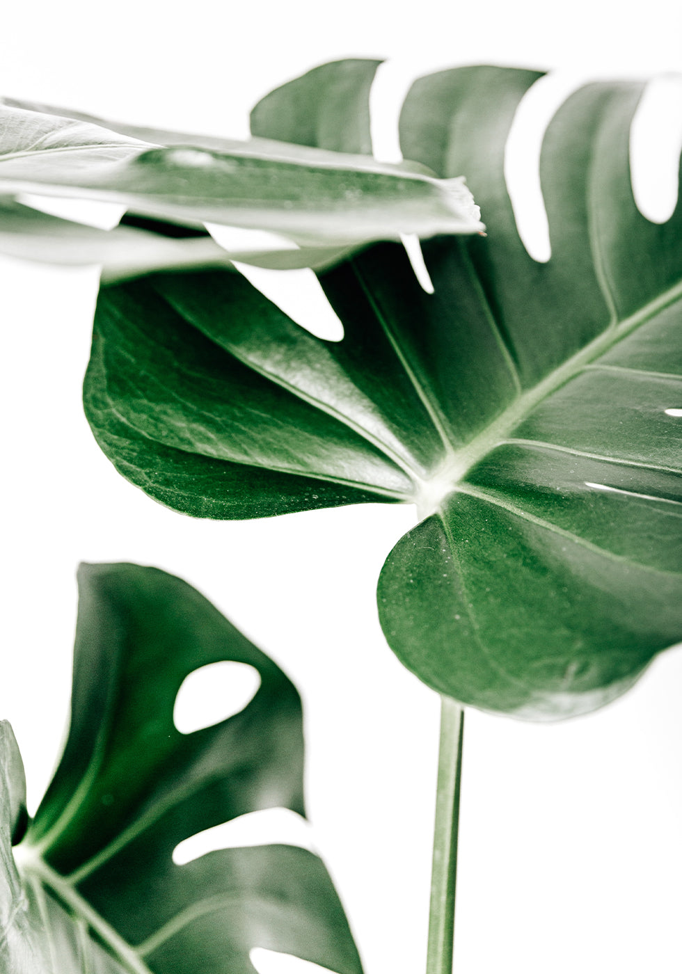 Green Monstera Leaves Plakat