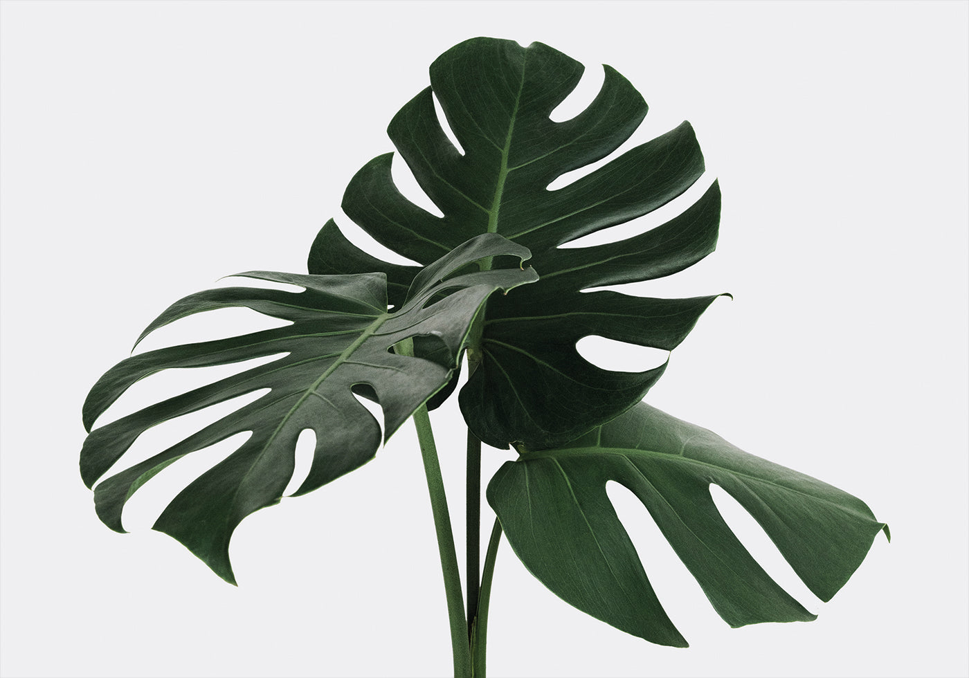 Monstera Plant №1 Plakat