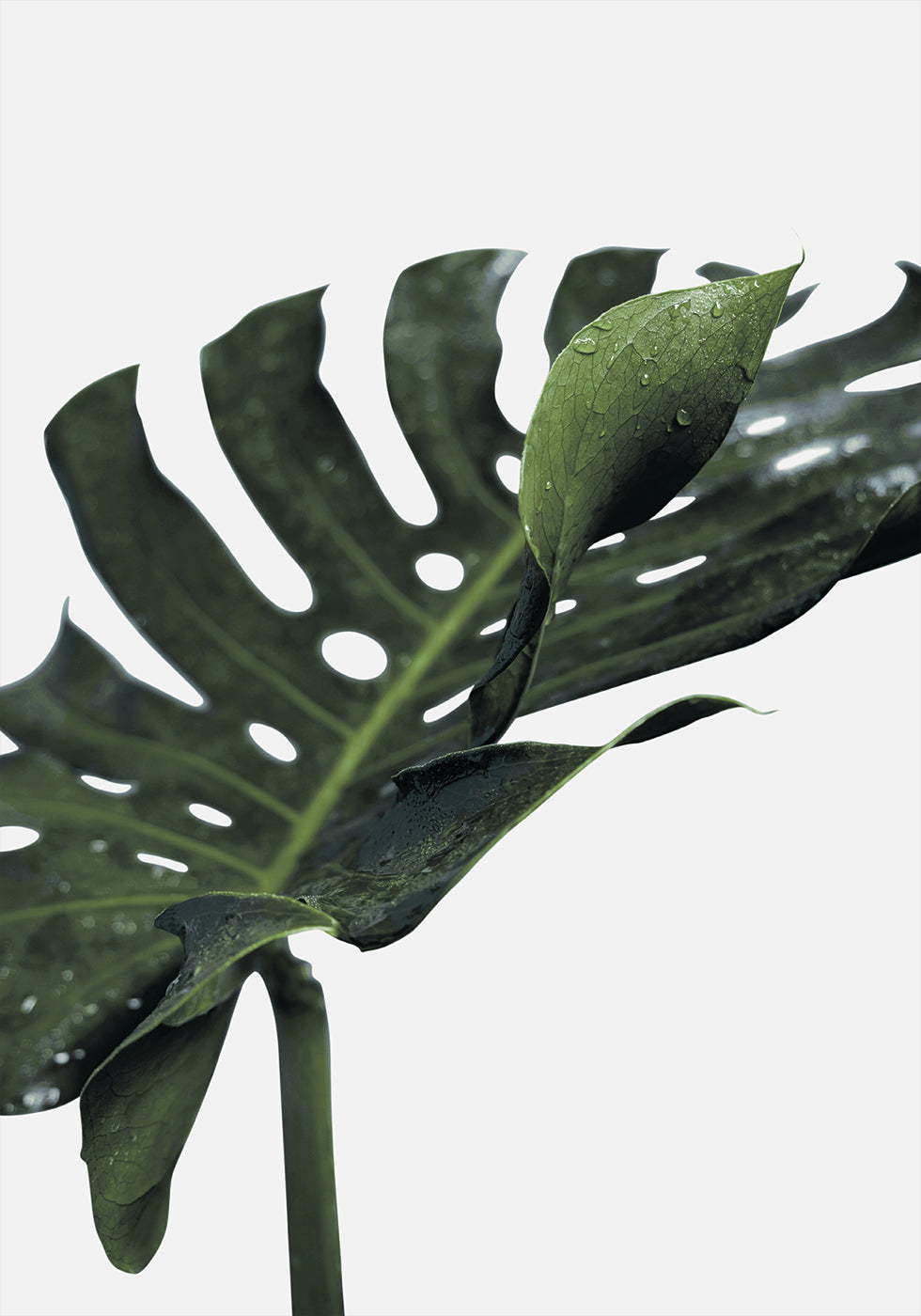 Monstera-plante №1 Plakat