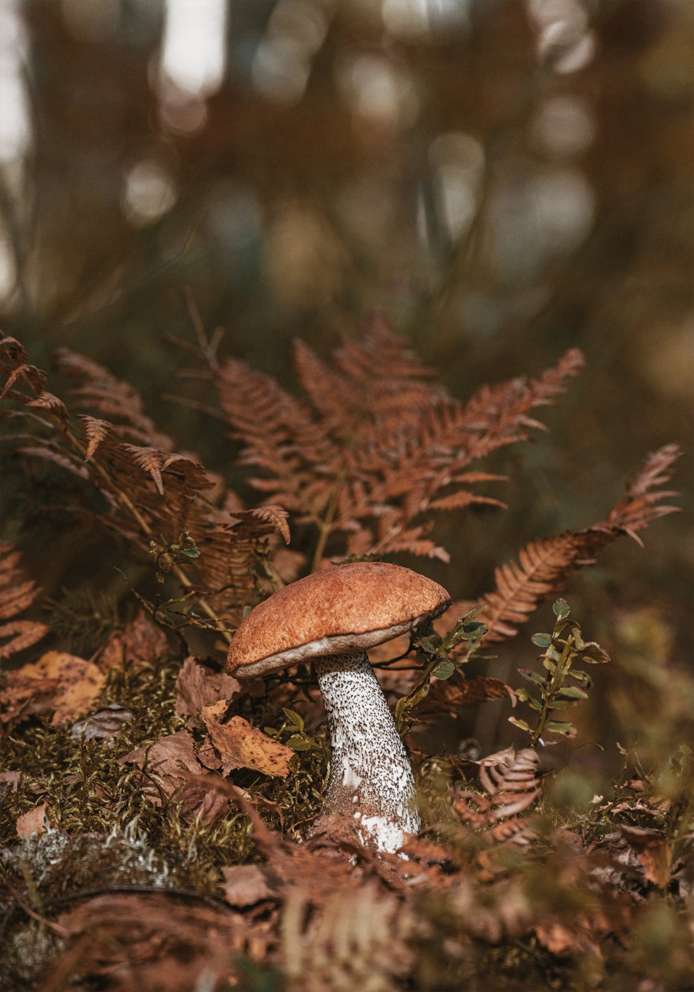 Mushroom in Autumn Forest Plakat