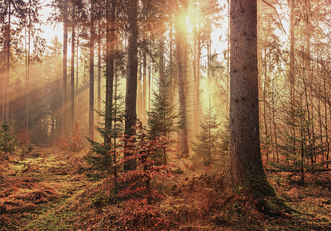 Mysterious Light of the Autumn Forest Plakat