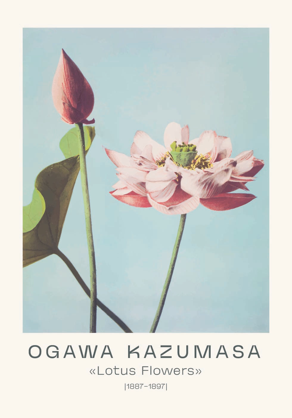 Lotus Flowers Vintage Botanical, Ogawa Kazumasa 1887–1897 Plakat