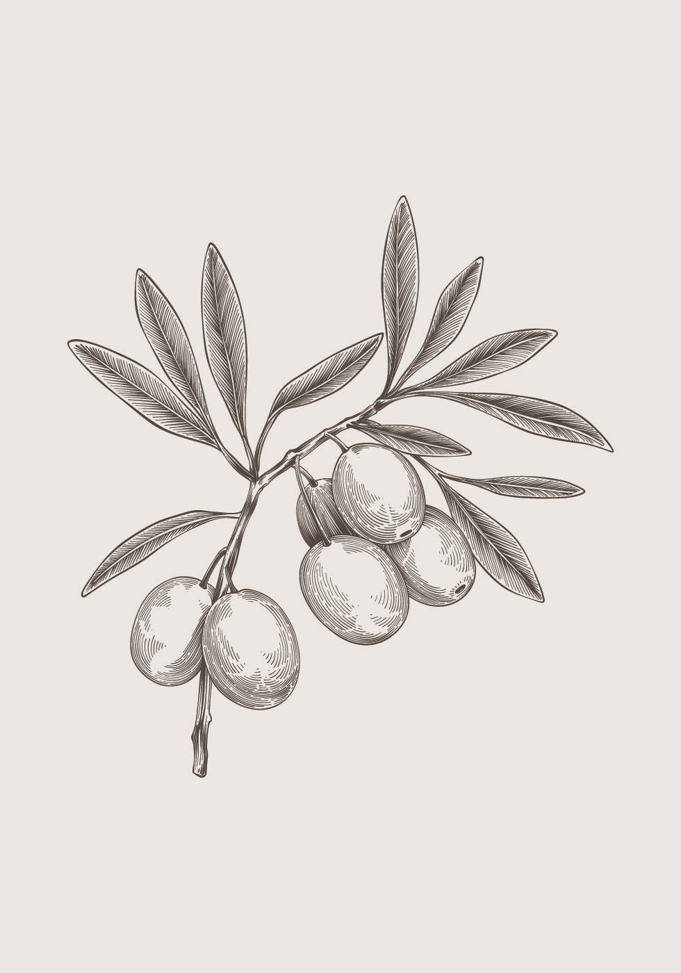 Olive Branch Vintage Botanical Plakat