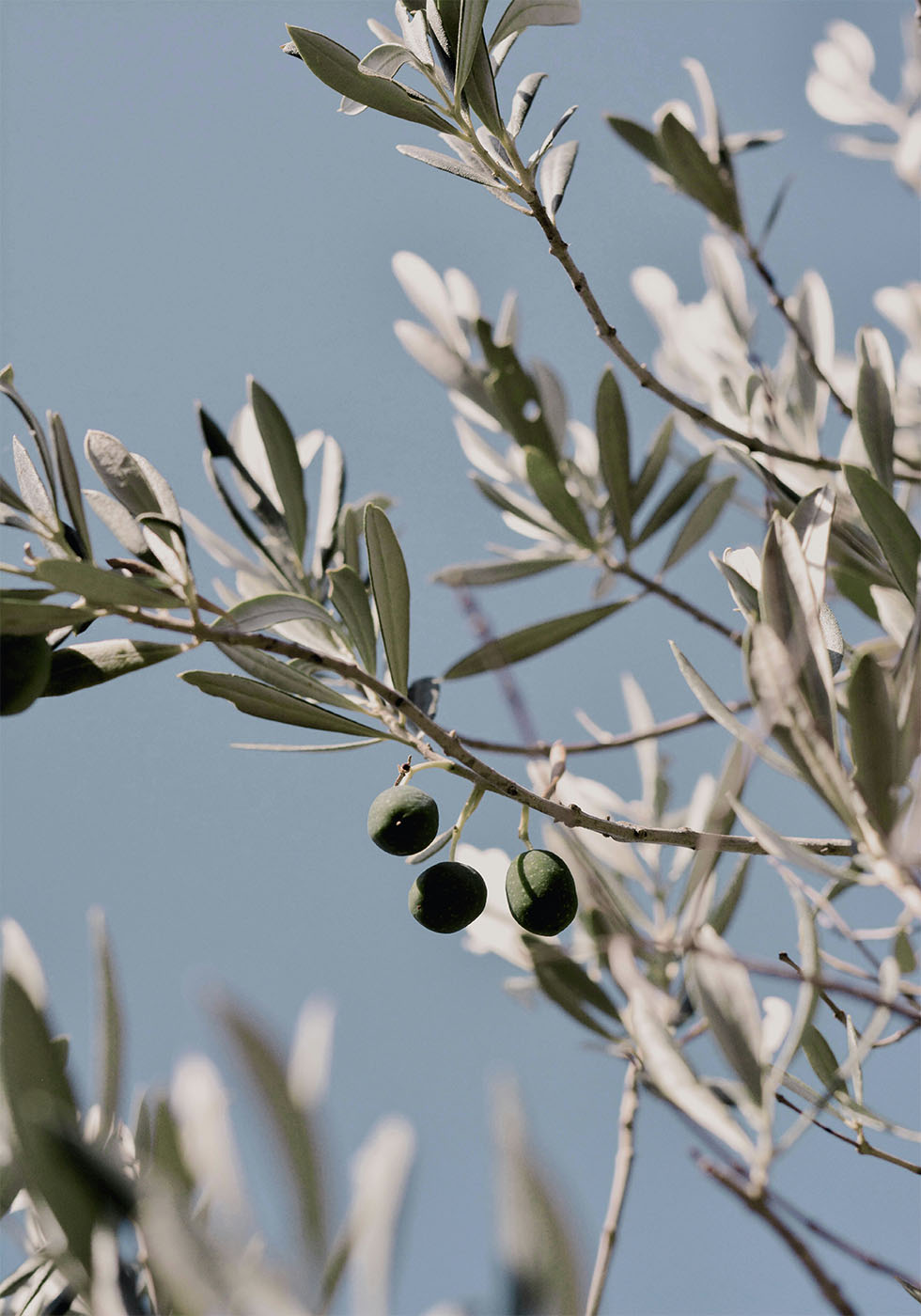 Olive Tree Branch Plakat