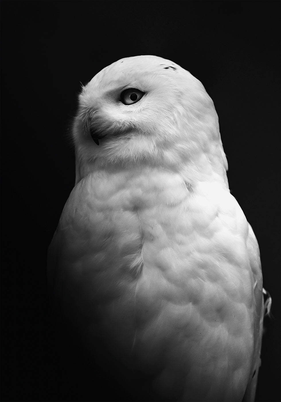 Owl B&W Plakat