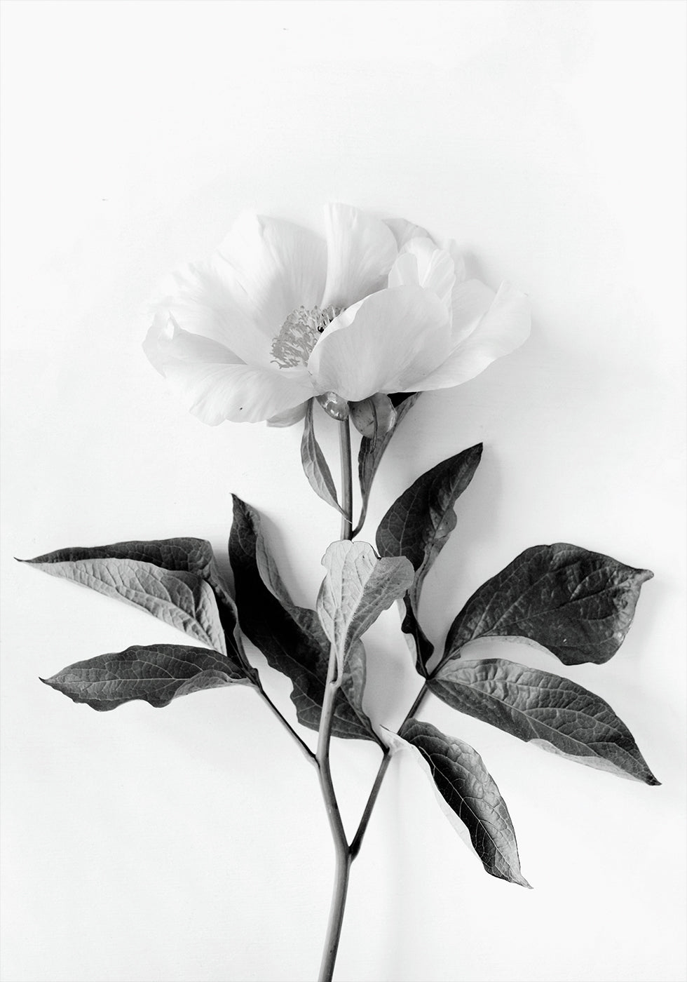 Peony B&W Plakat
