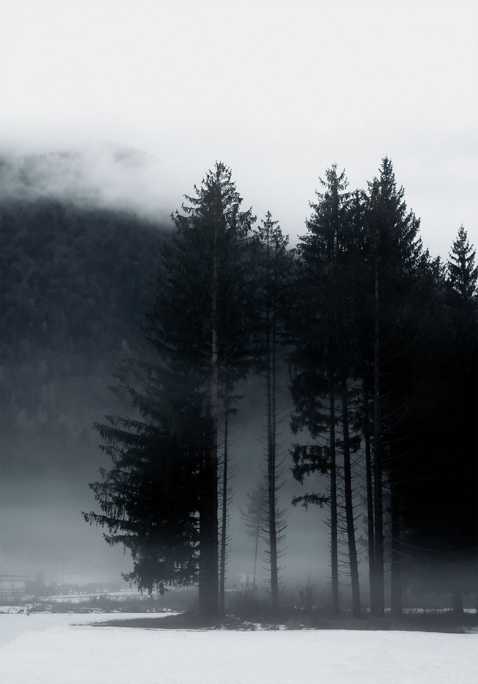 Pine Tree In a Foggy Field Plakat