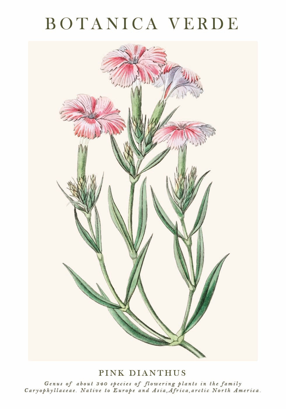 Pink Dianthus Botanical Plakat