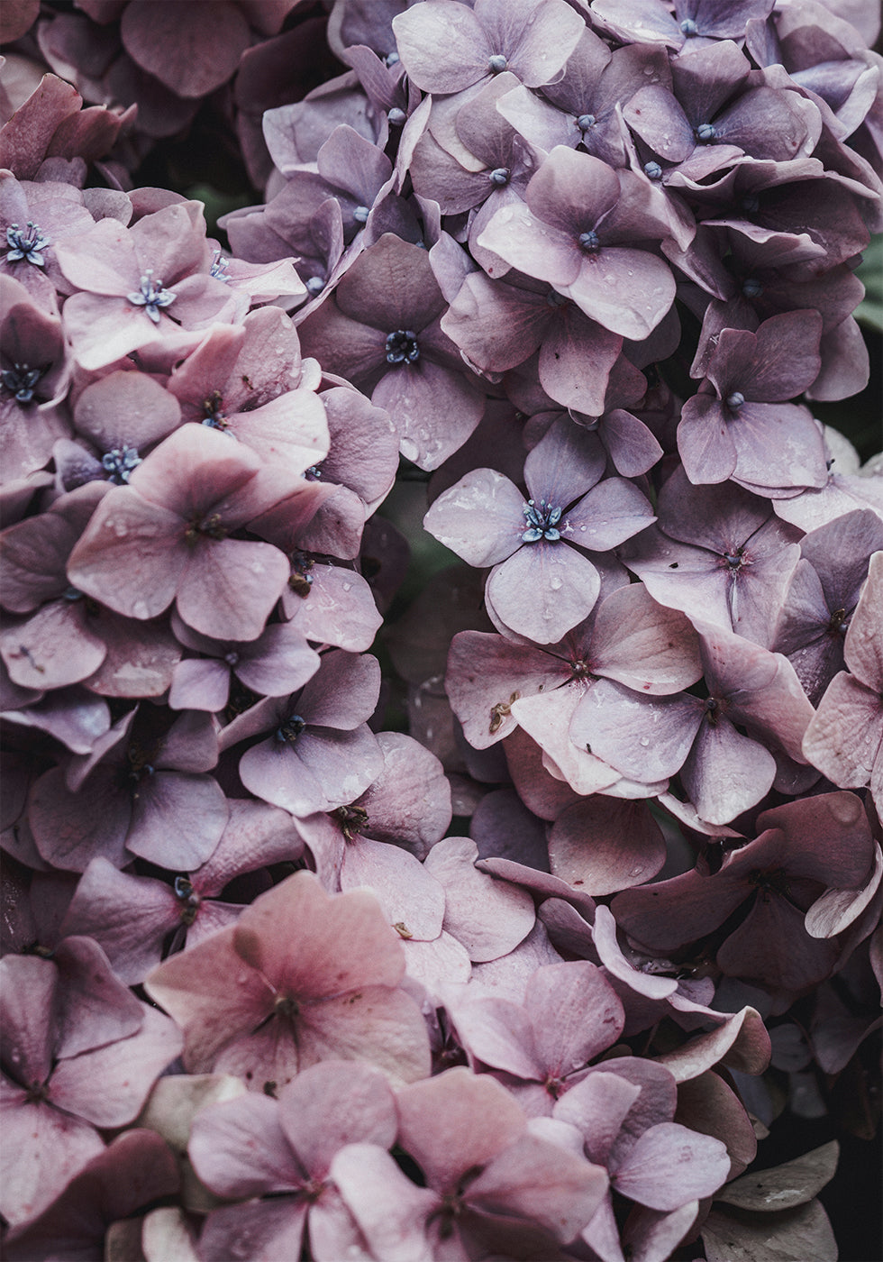 Pink Hydrangea Plakat