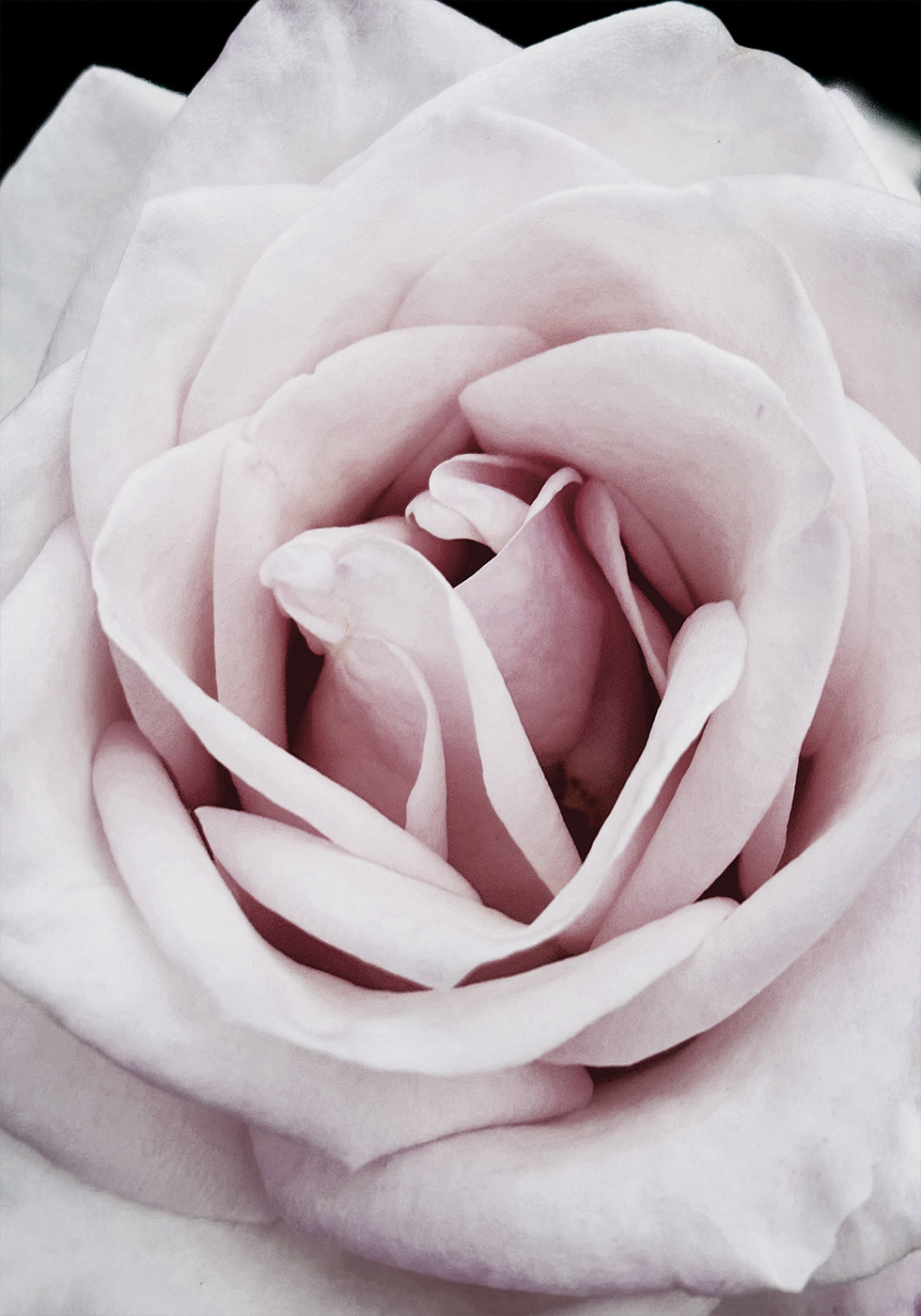 Pink Rose Plakat