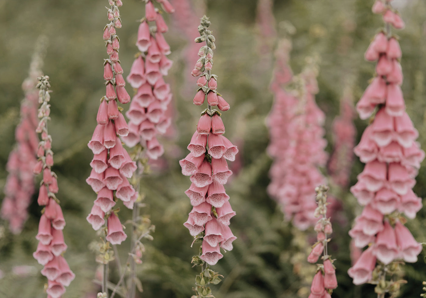 Pink Foxglove Flowers Plakat