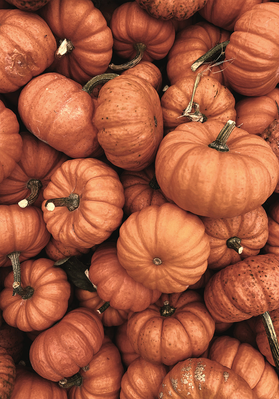 Warm Autumn Pumpkins Plakat