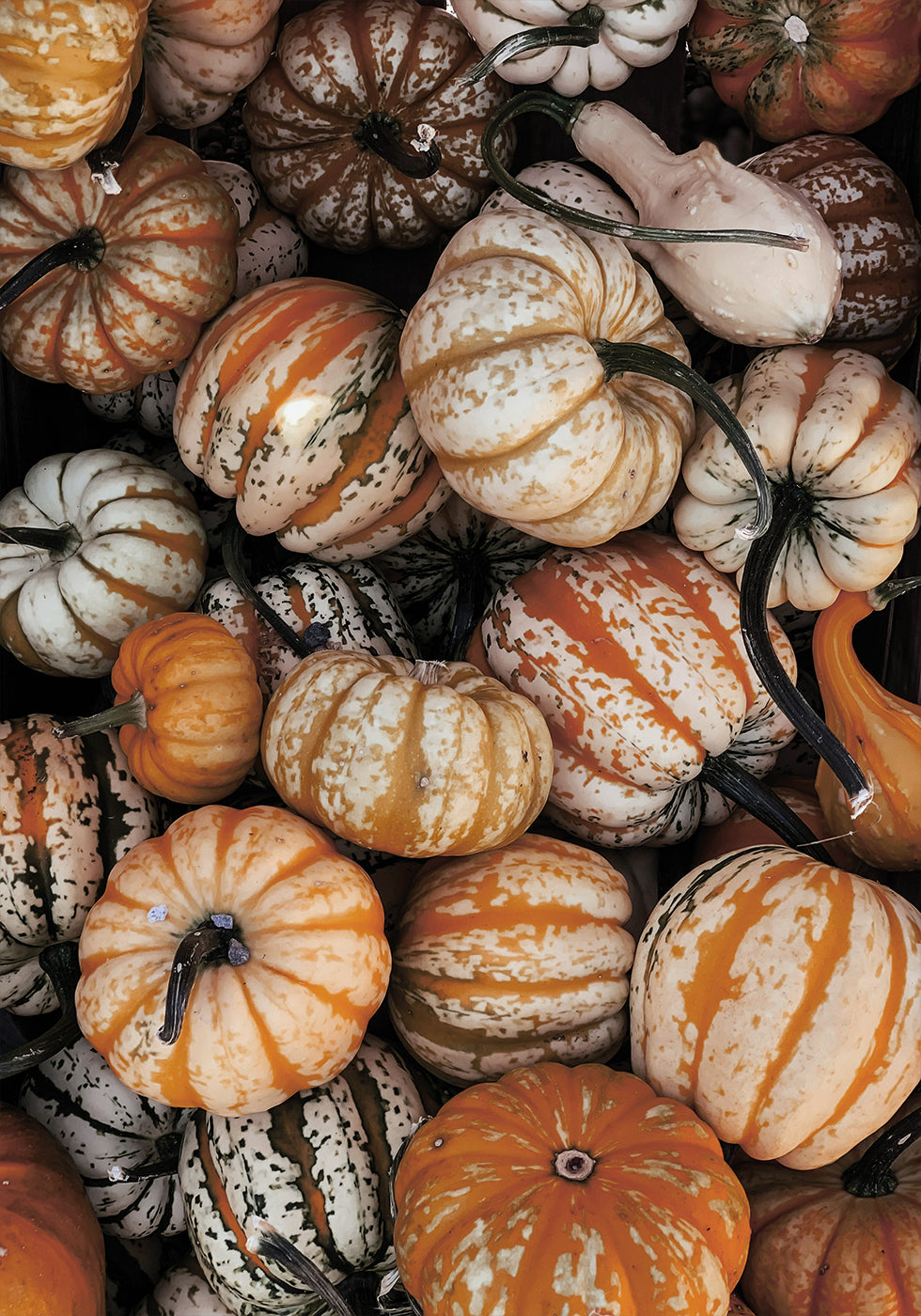 Vibrant Autumn Pumpkins Plakat