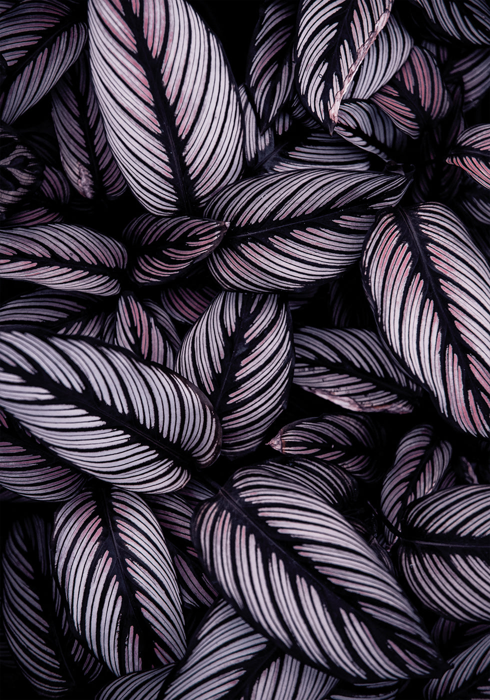 Purple Leaves Plakat