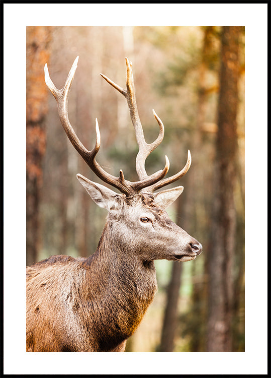 Majestic Red Deer Stag Plakat