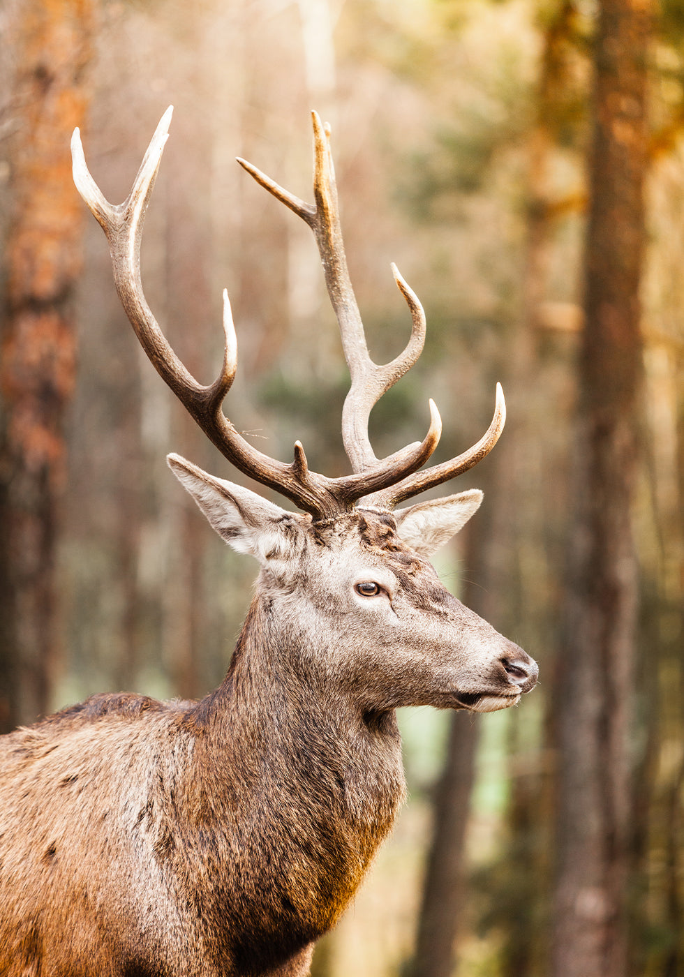 Majestic Red Deer Stag Plakat