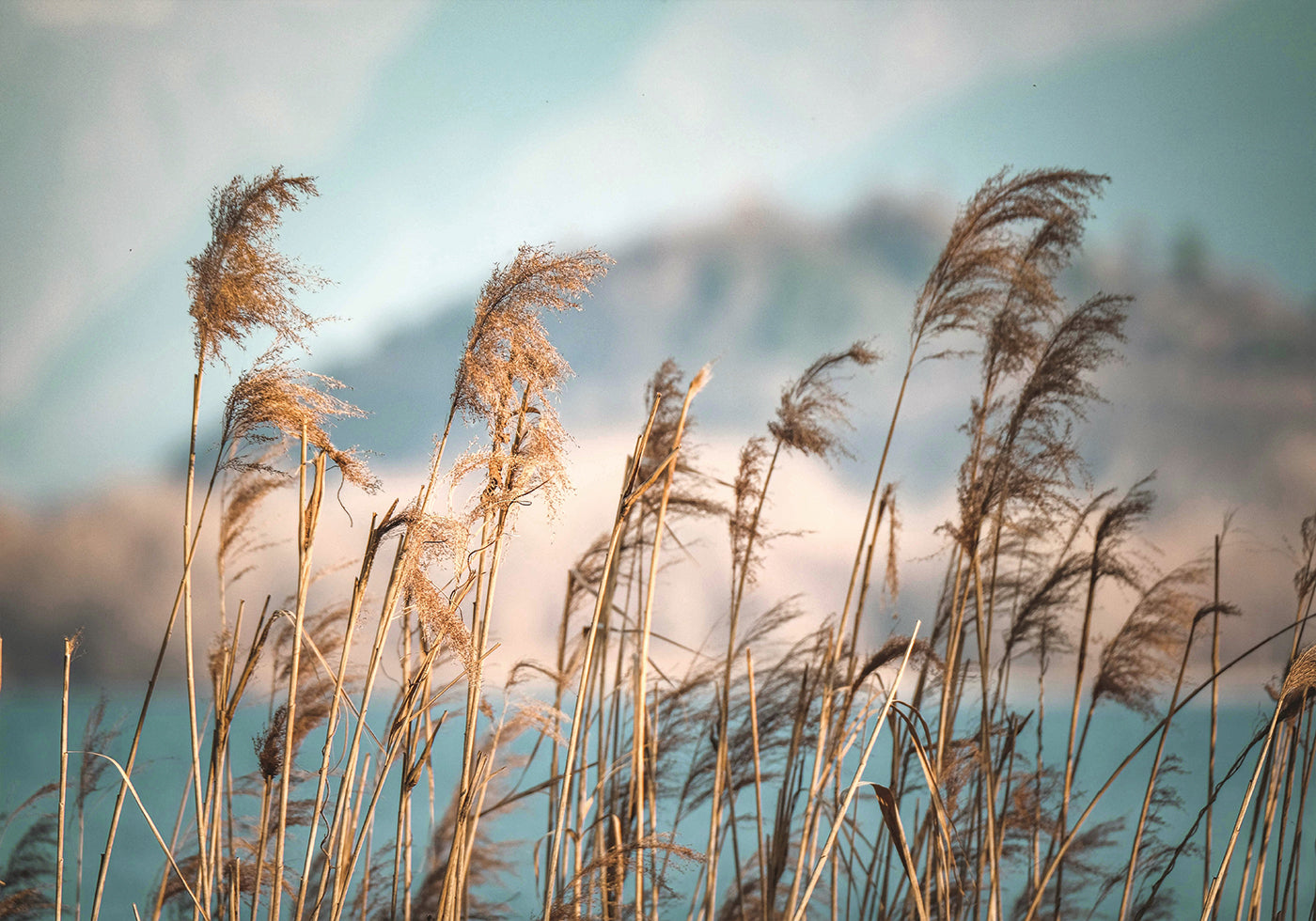 Reeds By The Lake Plakat