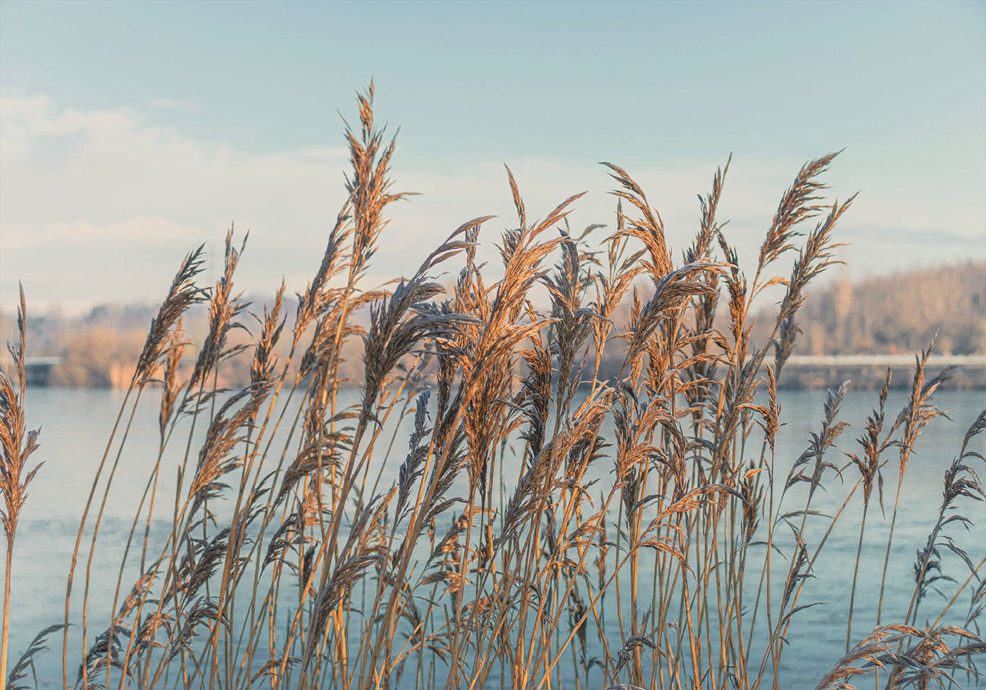 Reeds By The Lake Plakat