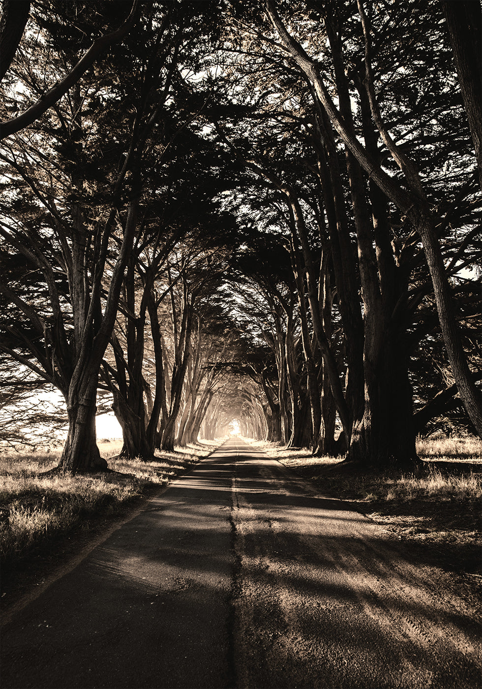 Road Amidst Trees Plakat