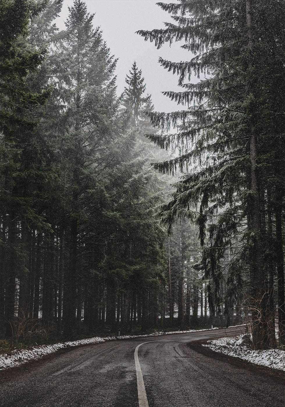 Forest Road in Winter Plakat