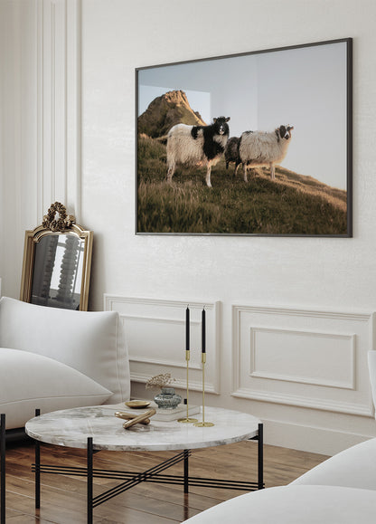 Sheep Of Iceland Plakat