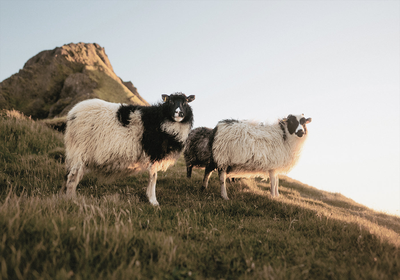 Sheep Of Iceland Plakat