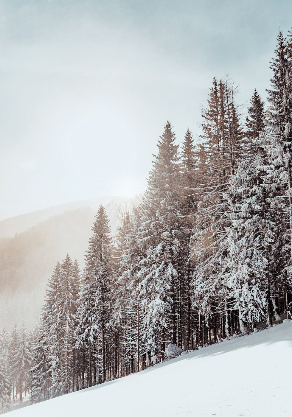 Snow Covered Trees Plakat