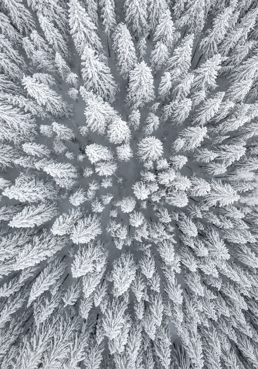 Snow Forest Aerial Plakat