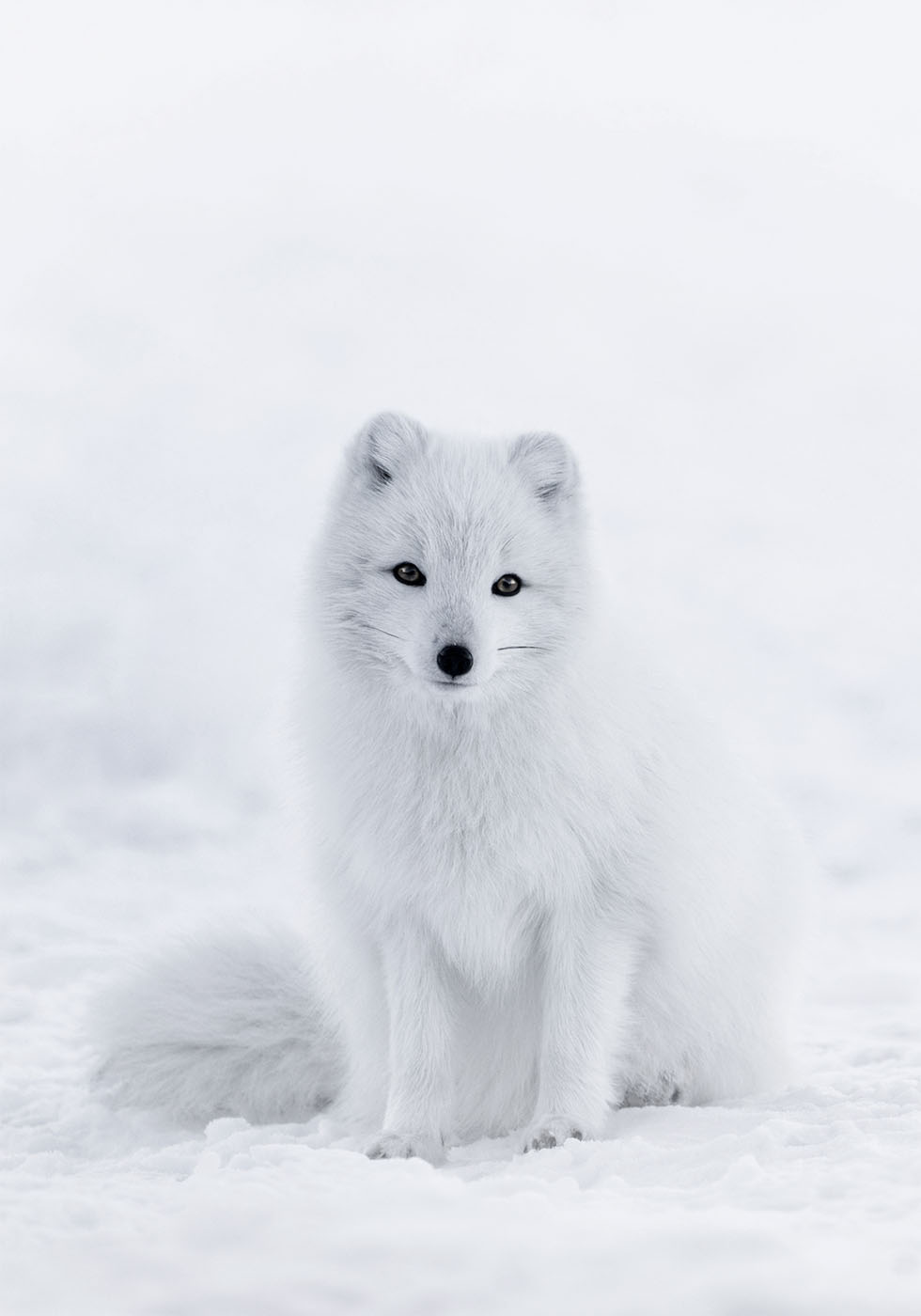 Snow Fox Plakat