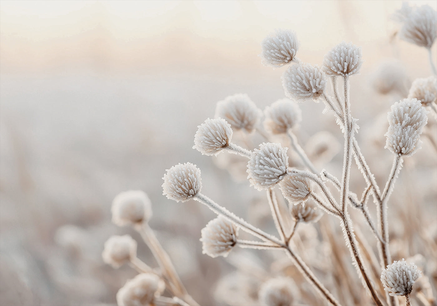 Frosted Winter Wildflowers Plakat