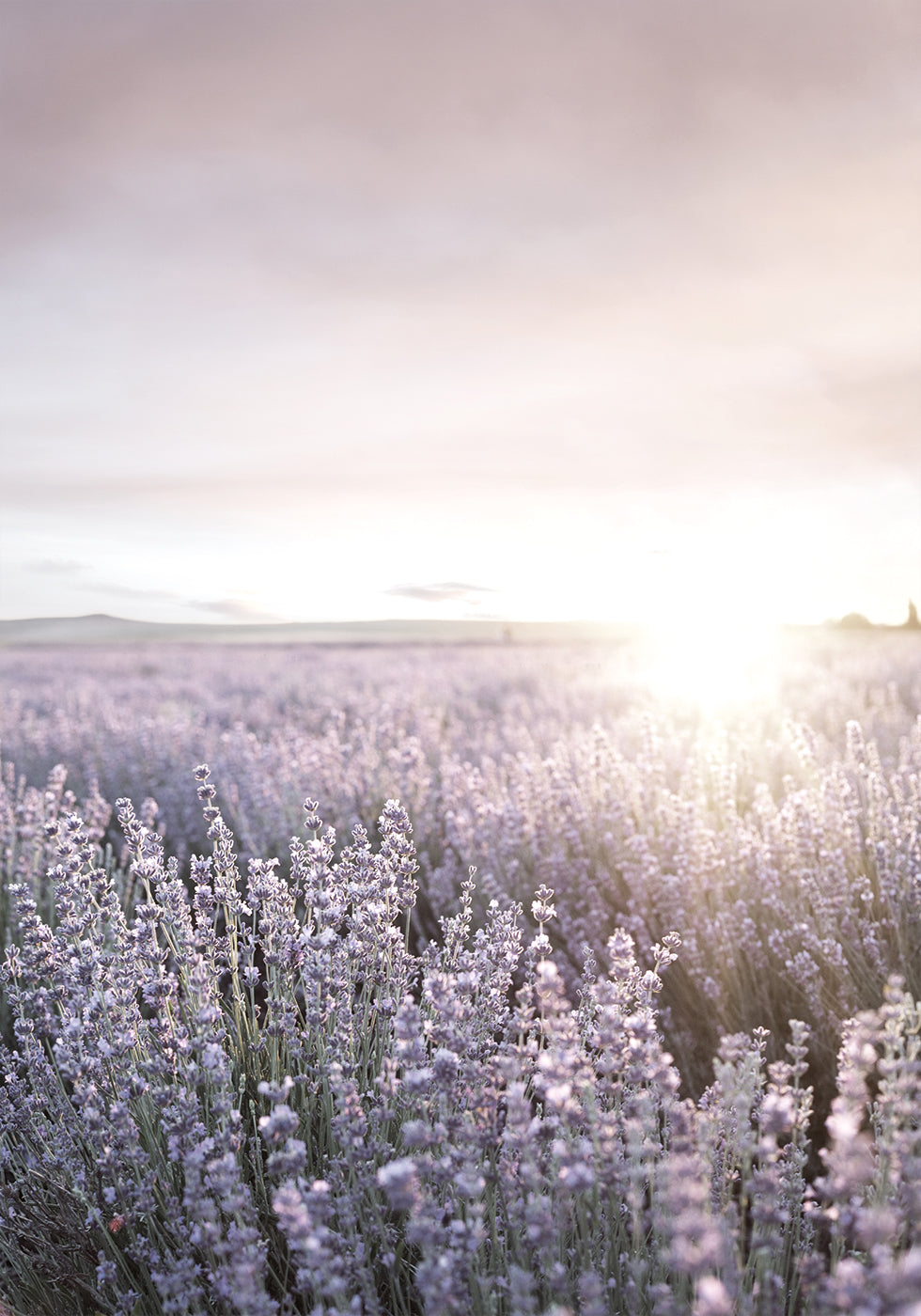 Sunset Over Lavender Fields Plakat