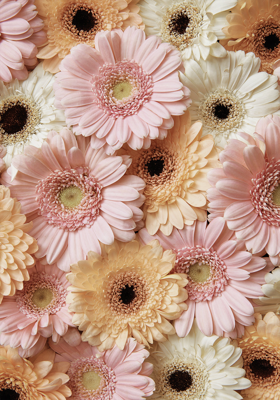 Tender Gerbera Plakat