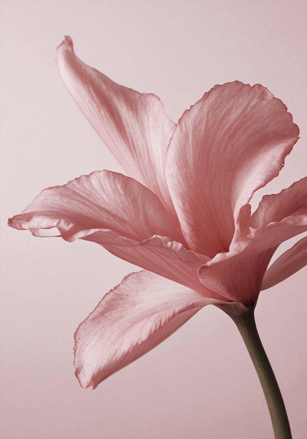 Tender Pink Lily Plakat