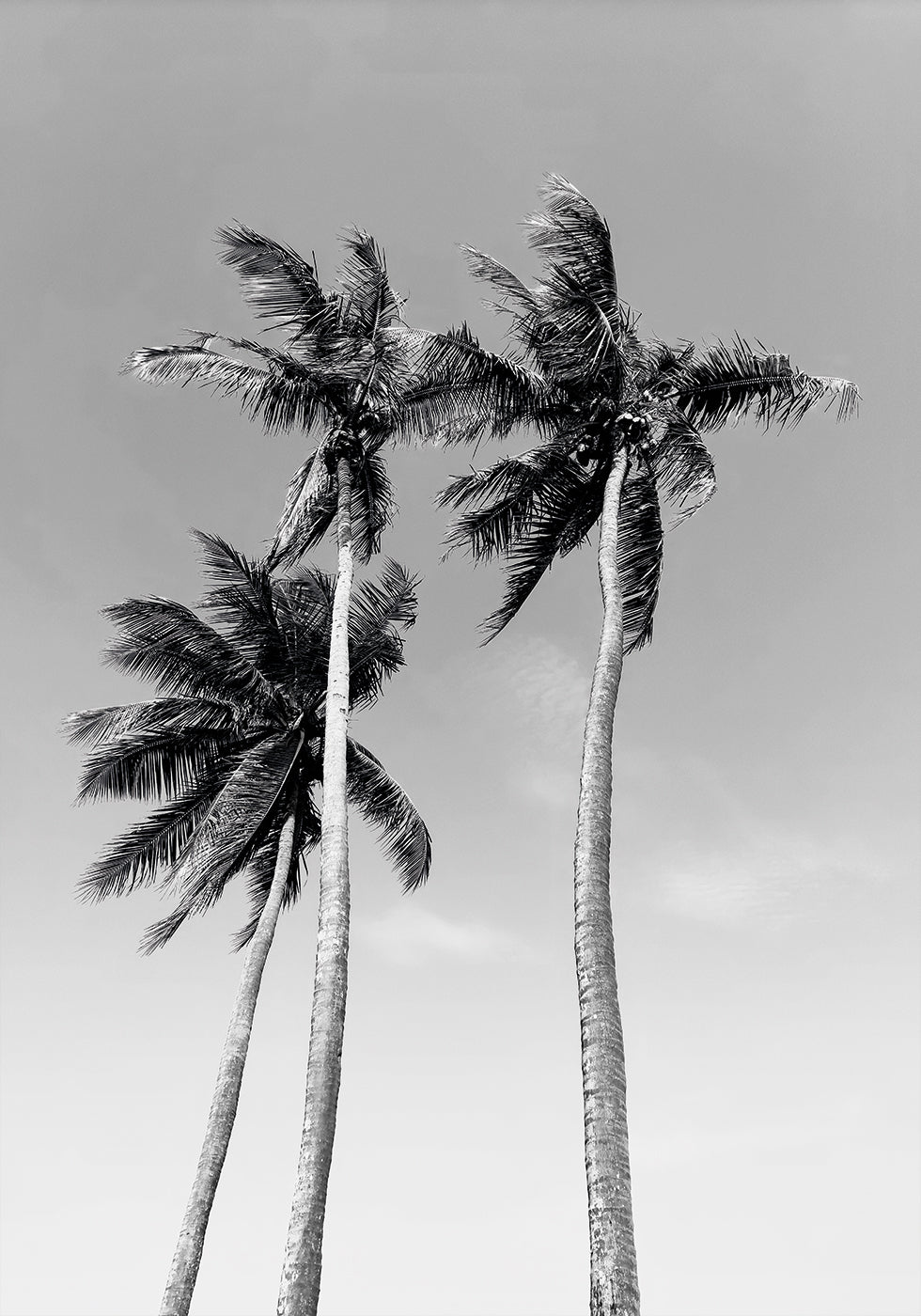 Three Palm Trees Plakat
