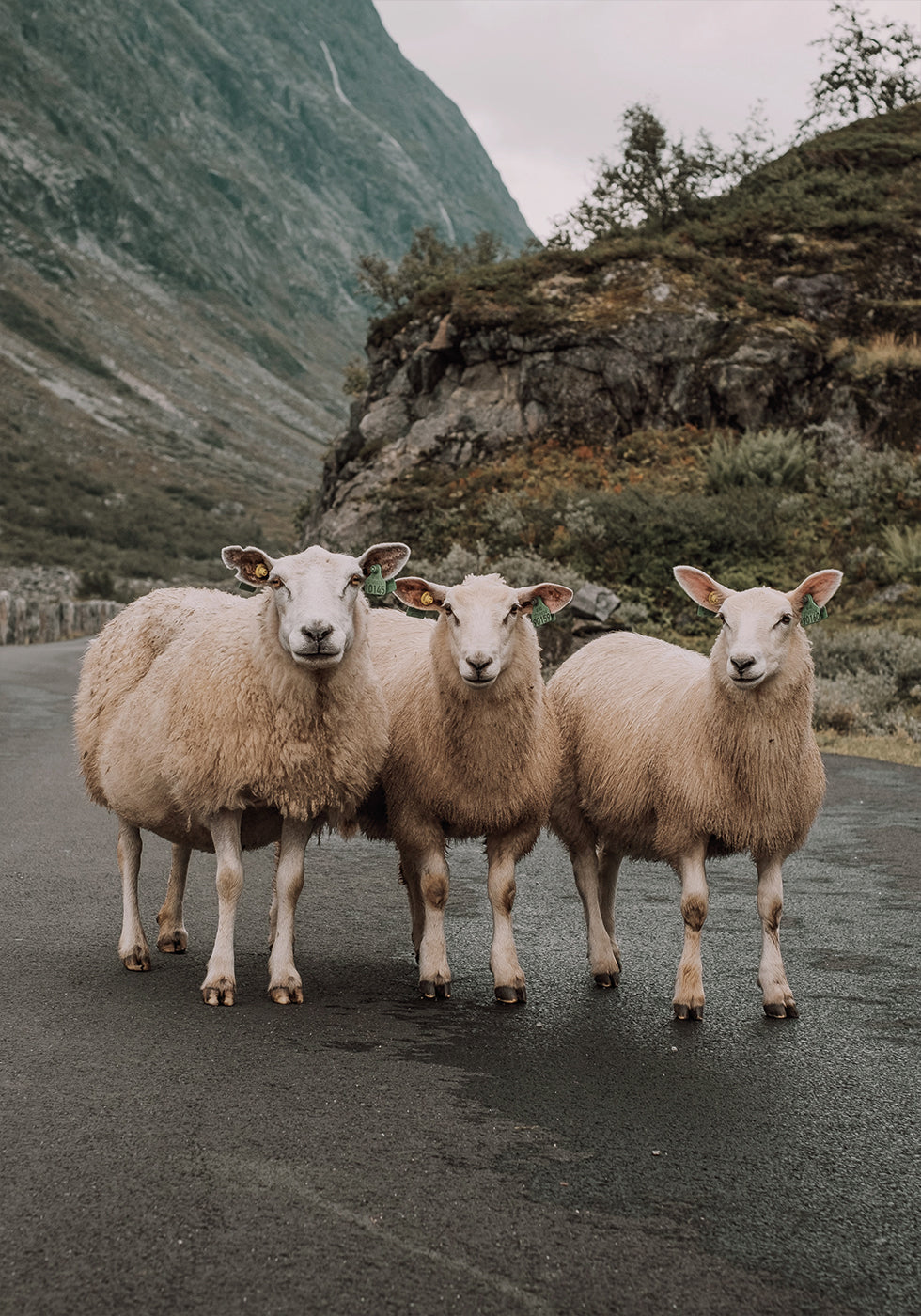 Three Sheep in Mountain Landscape Plakat