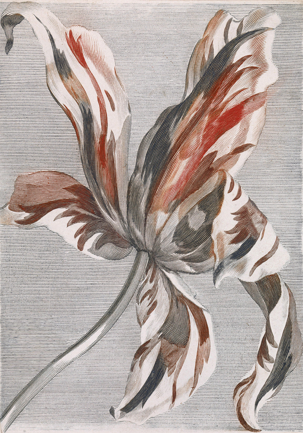 Tulip By Johan Teyler Plakat