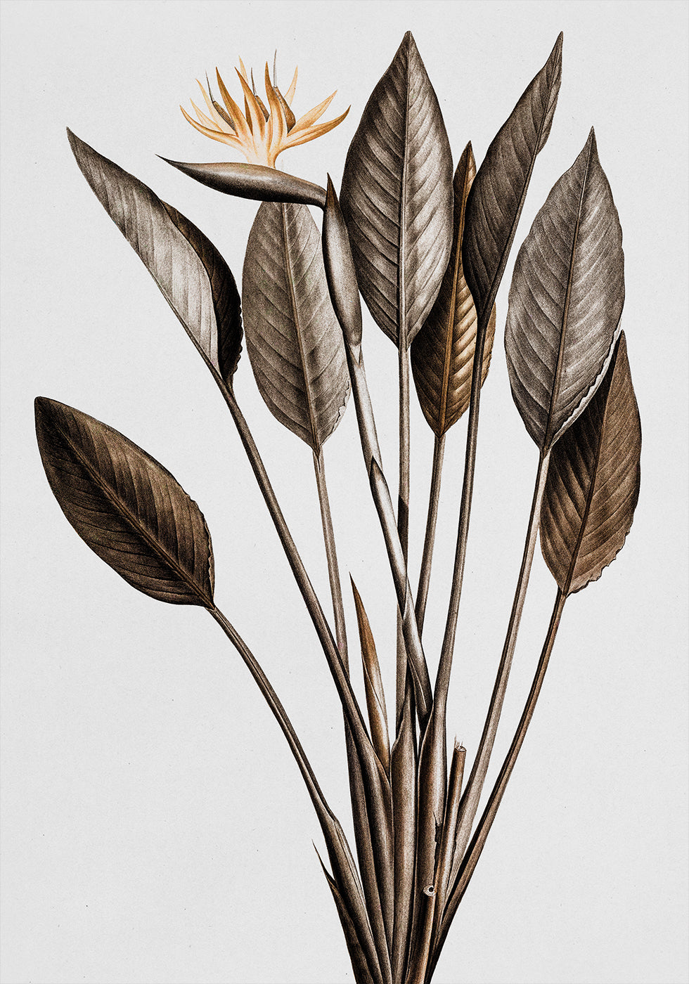 Vintage Bird of Paradise Plakat