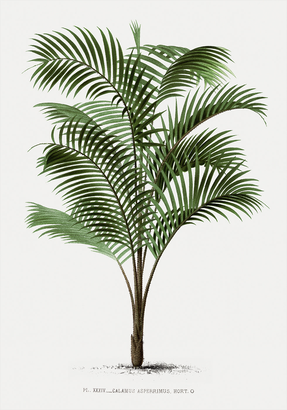 Vintage Palm Tree No. 2 Plakat