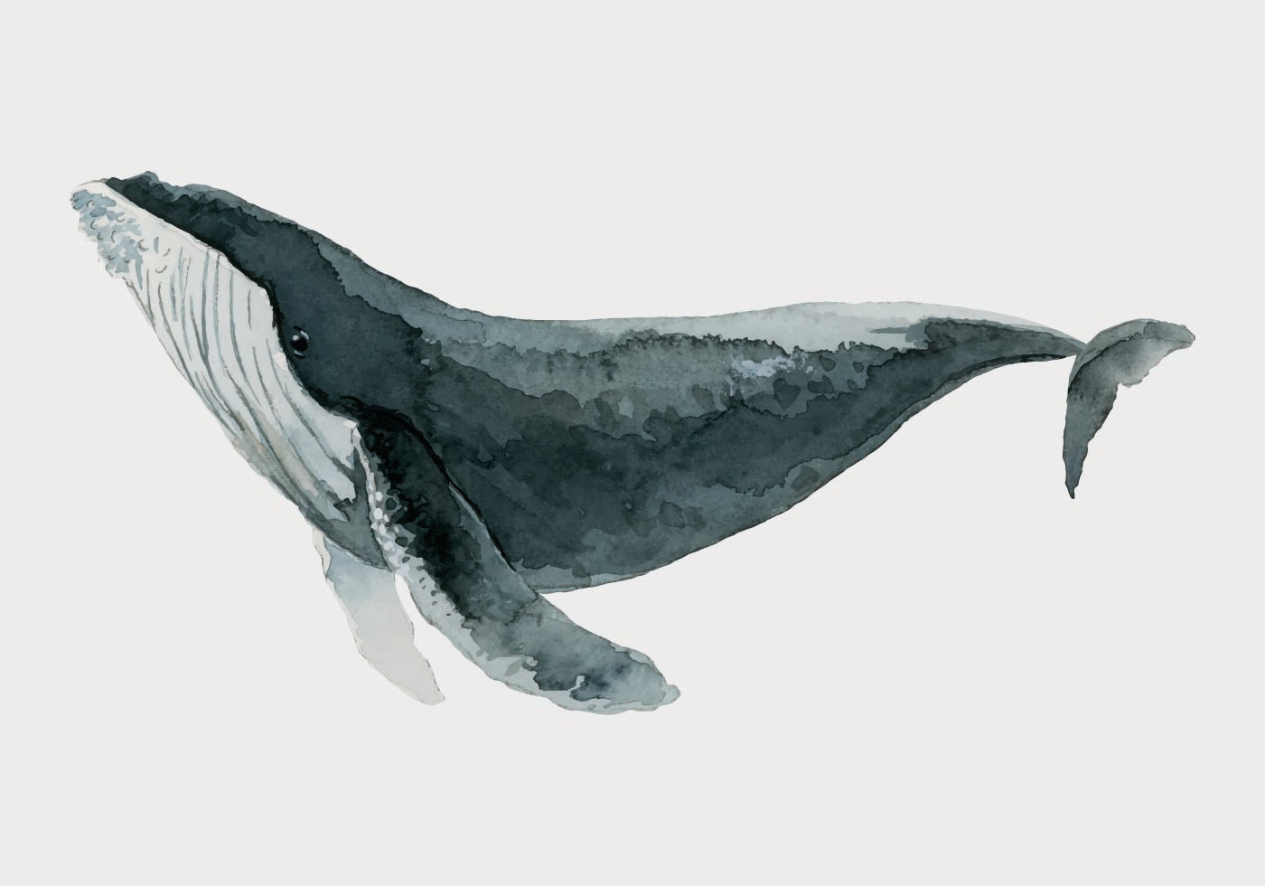 Watercolor Whale Plakat