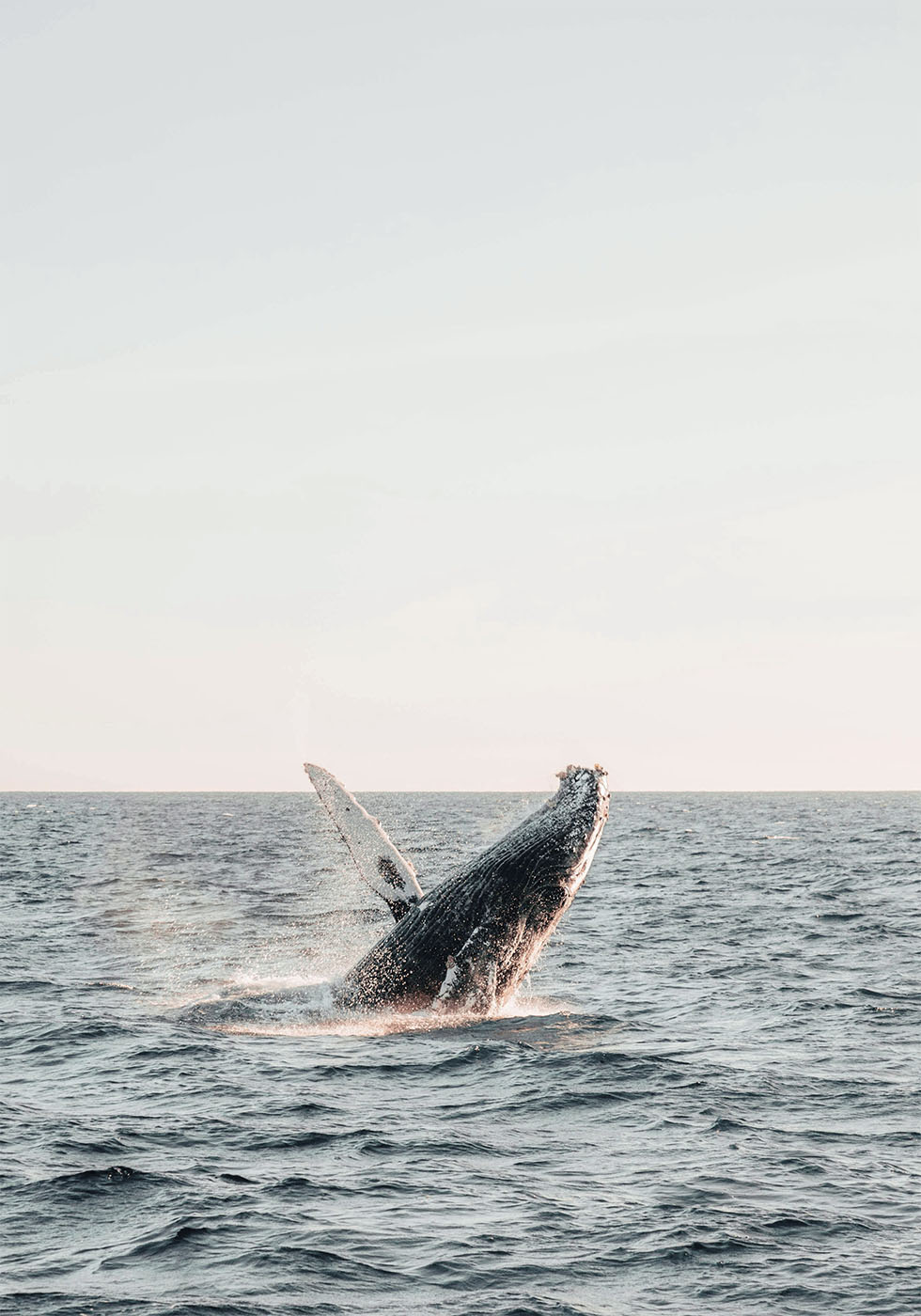 Whale Jumps Out of The Water Plakat