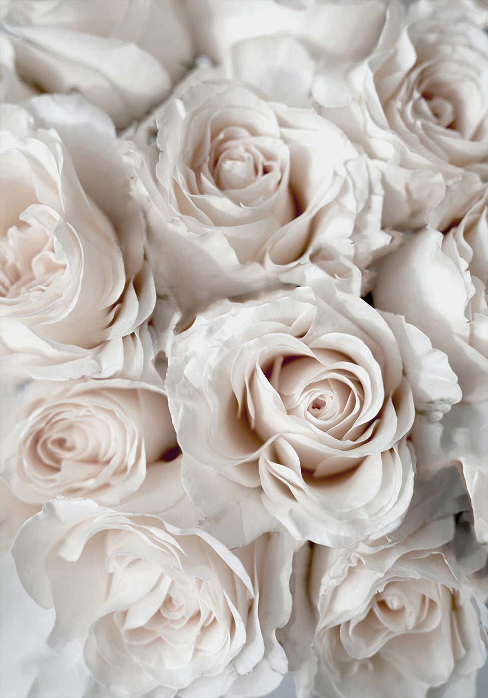 Elegant White Rose Bouquet Plakat