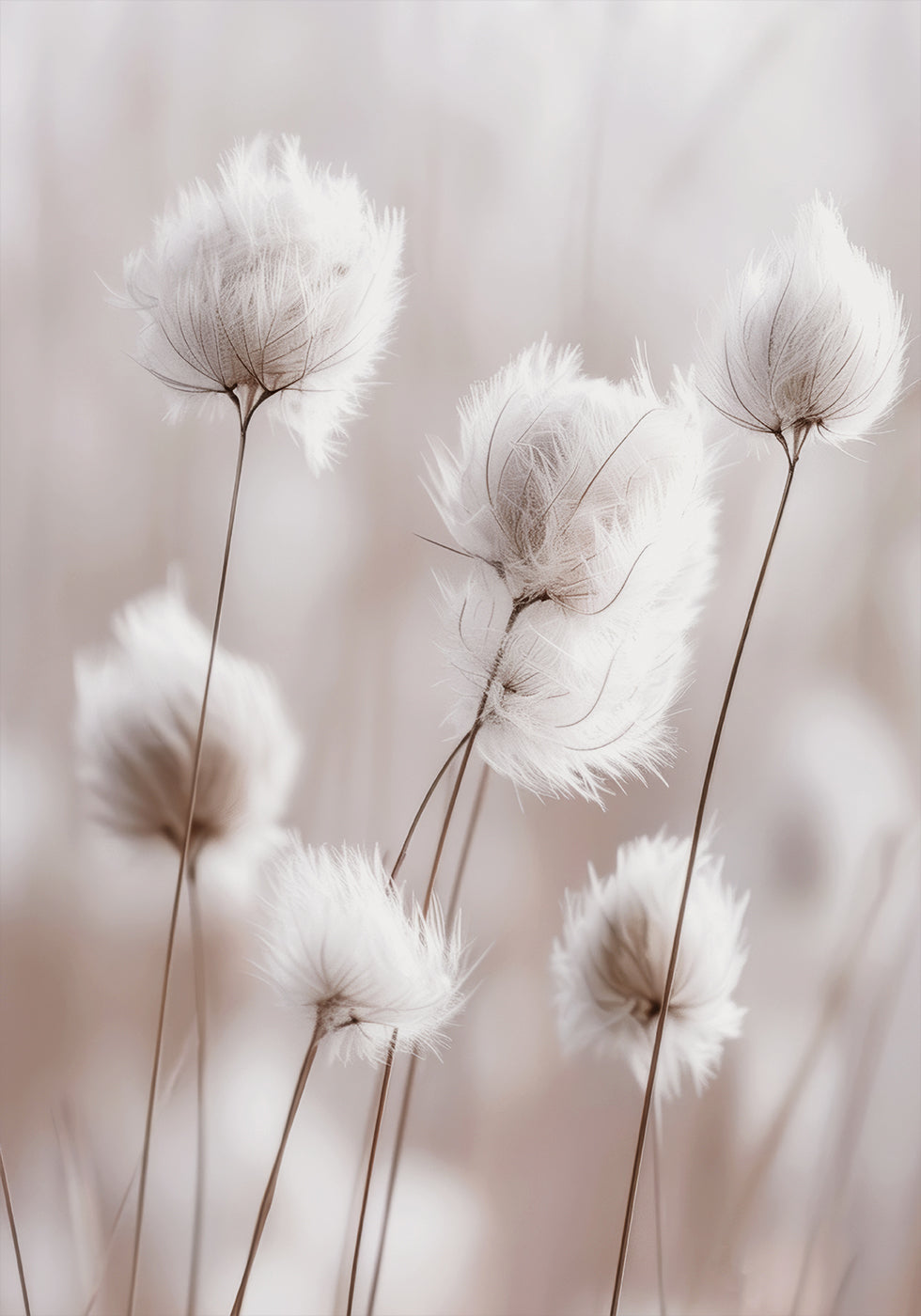 White Cotton Grass Plakat
